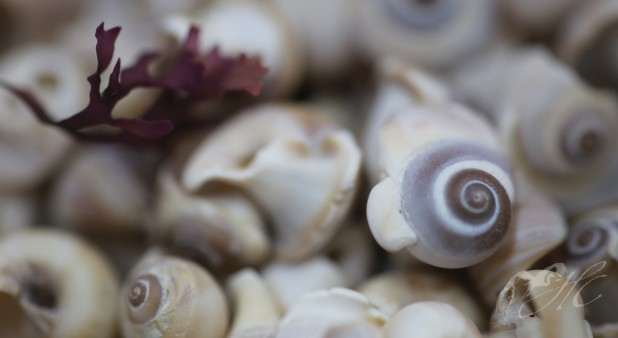 seashells exhibits and jewelry with polished seashells