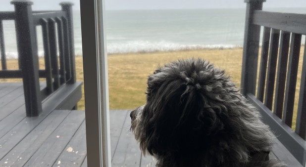 dog looking at the sea in a Zenith cottage