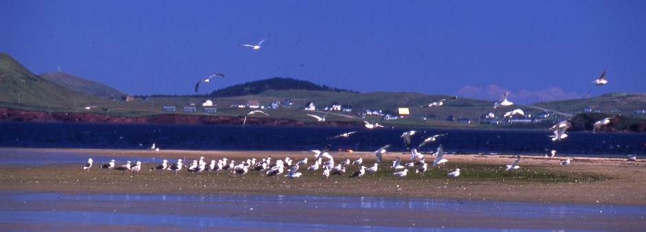 Ornithologie aux Îles de la Madeleine