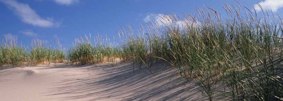 La dune La dune