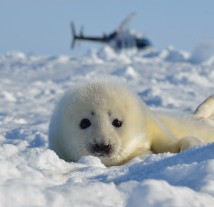 Harp Seal Watching