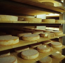 Artisanal Cheese Makers