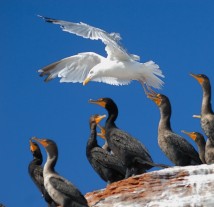 Birdwatching