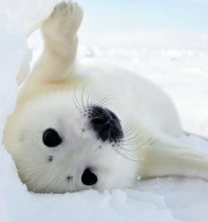 Mission accomplished for the 2018 seal pup...