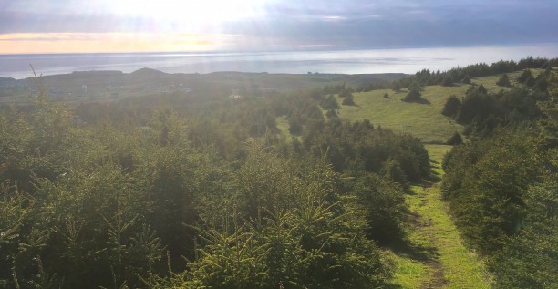 Une forêt aux Îles ?