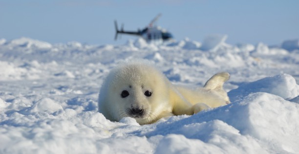 Winter seal adventure 2019