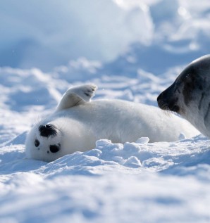 Pack ice and seal pups aplenty for the 2019...