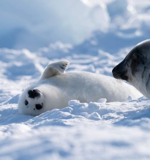 Pack ice and seal pups aplenty for the 2019...