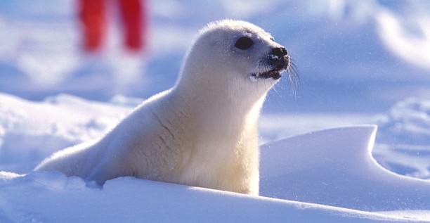 Harp seal watching season is officially...