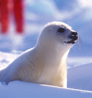 Harp seal watching season is officially...