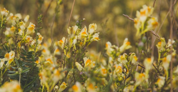 Par-delà mon balcon