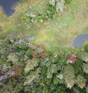 Le Mois de l'arbre et des forêts avec...