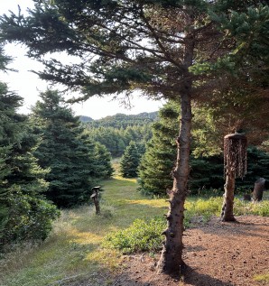 Les forêts à l'honneur : un mois pour...