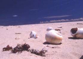 Plage de La Martinique