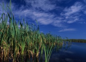 Barachois Trail