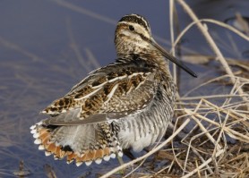 La Réserve nationale de faune de la Pointe-de-l'Est