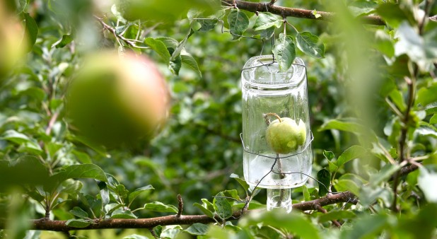 Iles de la Madeleine-Produits du terroir-Boissons artisanales- Verger Pomme Éloi