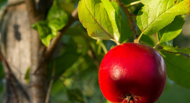 la pomme selon POMÉLOI