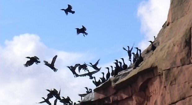 Ornithologie