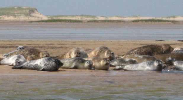 Lagoon and seals