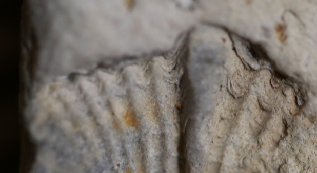 fossils exhibits