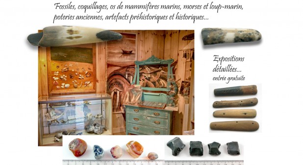 Collections et coin des sciences