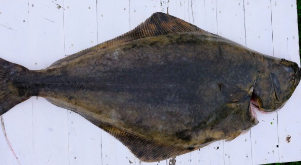 Halibut