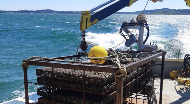 Oysters cage