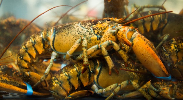 Pêcheries LéoMar-Lobsters