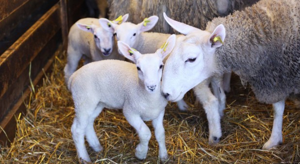 Les Moutons du Large