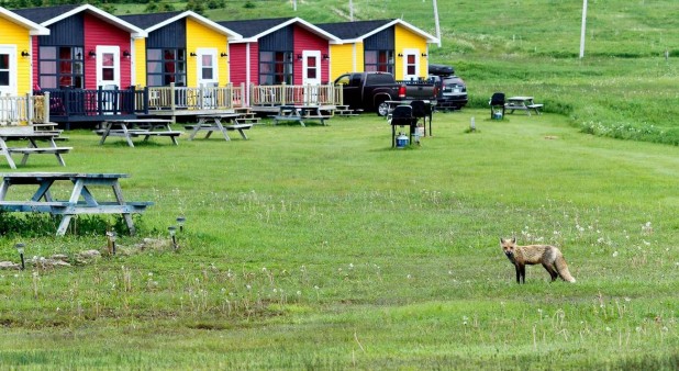 Wildlife