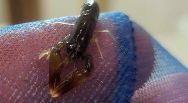 larve de homard stade 5