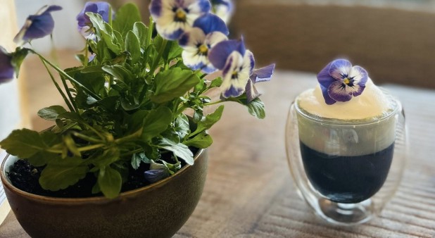 Matcha Fleur de pois papillon