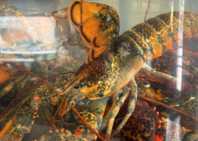 La Poissonnière
