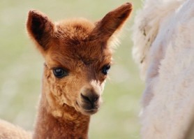 Les Ébourifflés, alpagas aux Îles