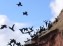 Ornithologie