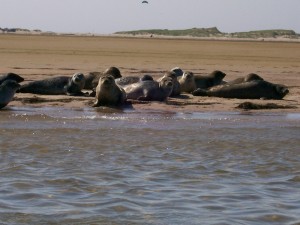 Seals watching