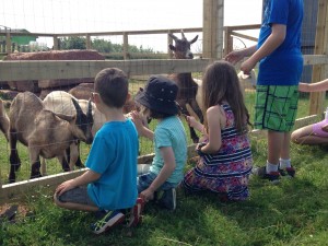 Rencontre avec les chevreaux et pique-nique à la ferme