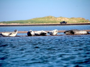 Sea kayak seal watching
