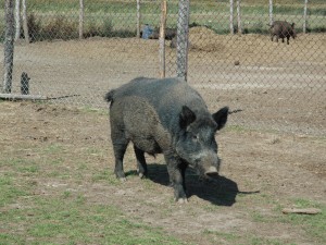 Visite à la ferme avec Jeannot