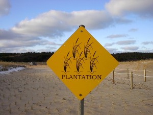 Planting dune hay, one strand at a time!
