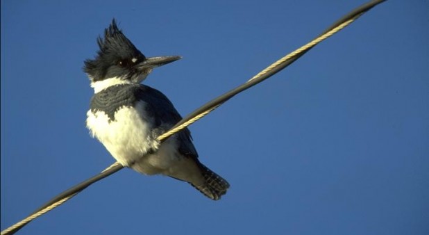 Forfait Ornitho-Nautique / Centre nautique de l'Istorlet