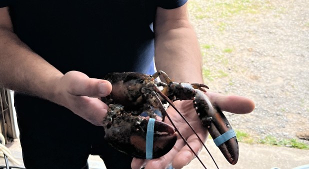 Come and Taste the Island Lobster / Chalets Mari-Jo