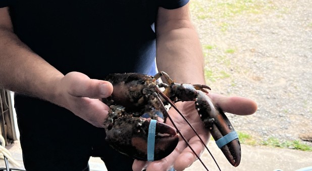 Venez Déguster le Homard des Iles / Chalets Mari-Jo