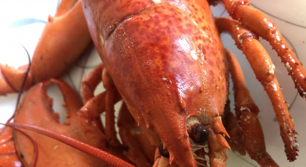 Vive la saison du Homard ! / Chalets Mari-Jo