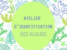 Atelier d'identification des algues
