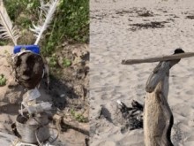 Les gardiens des dunes : Atelier Art-Nature