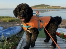Paddling with Your Dog in the Magdalen Islands (August 2)