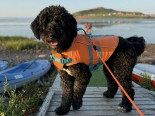 Paddling with Your Dog in the Magdalen Islands (July 12)