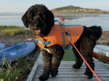 Paddling with Your Dog in the Magdalen Islands (July 7)